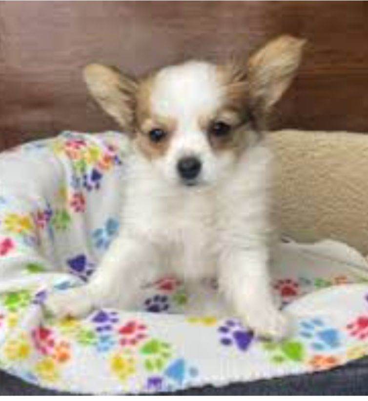 Jack russell puppy