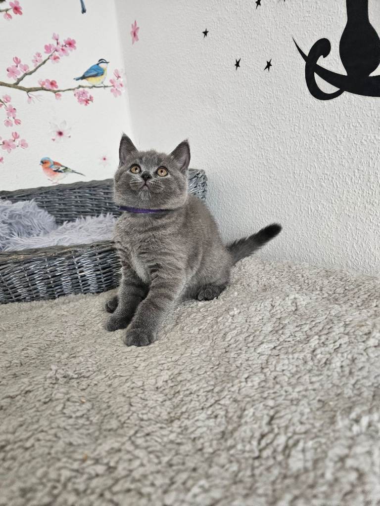British shorthair kittens 