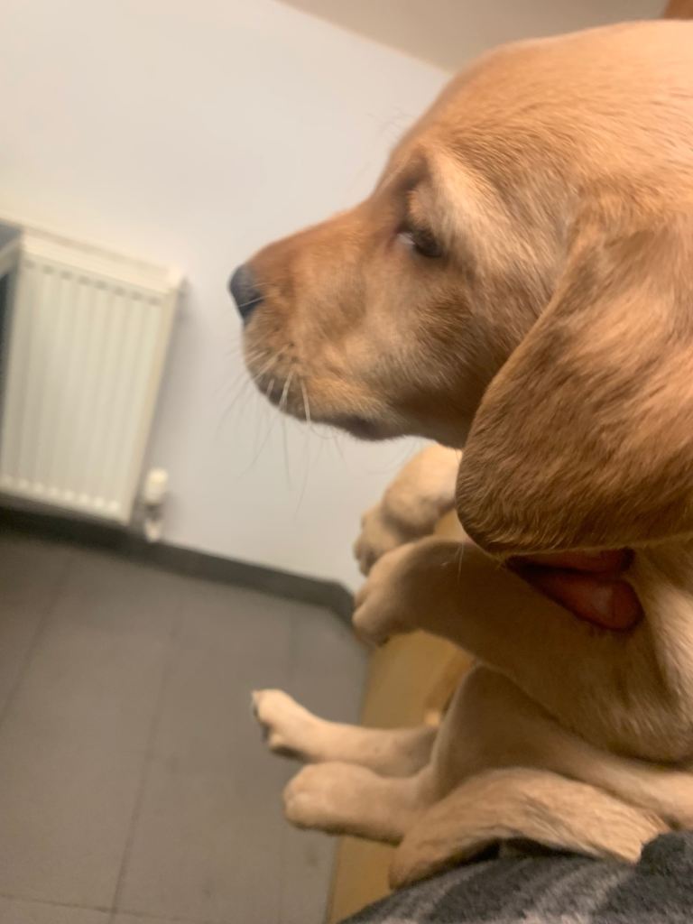 Labrador red fox pups 2xFTCH bred 