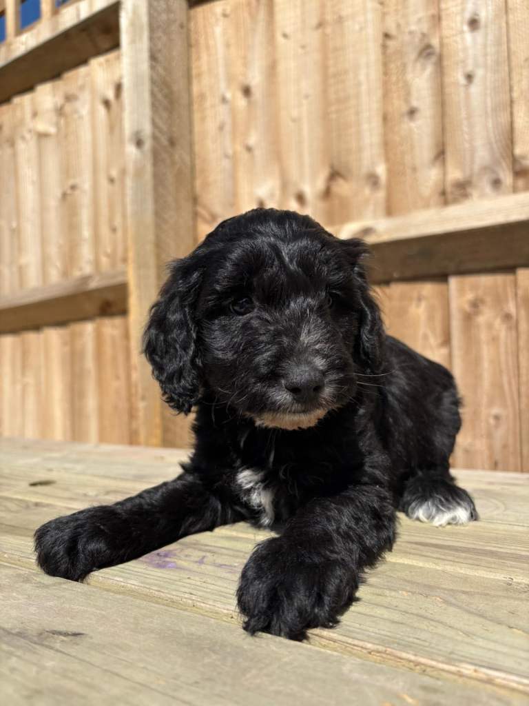 Schnocker puppies