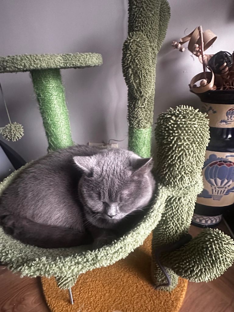cat tree 
