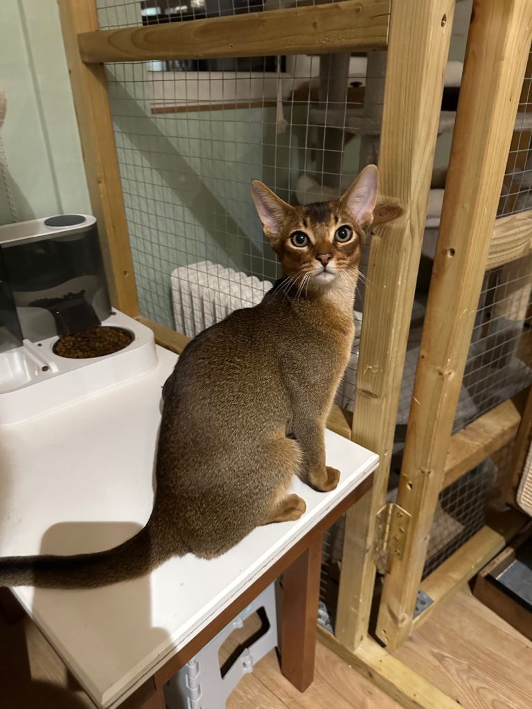 Abyssinian kittens ready to go🌟