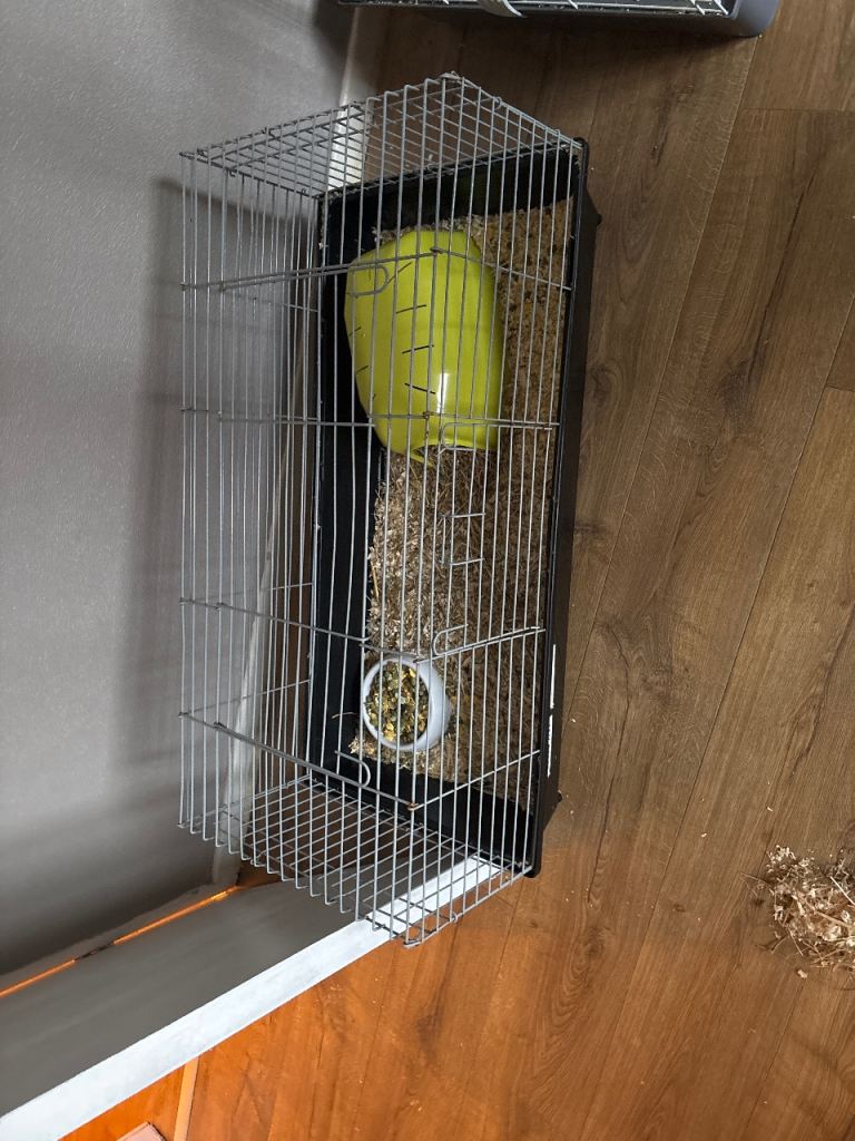 Guinea pig cage 