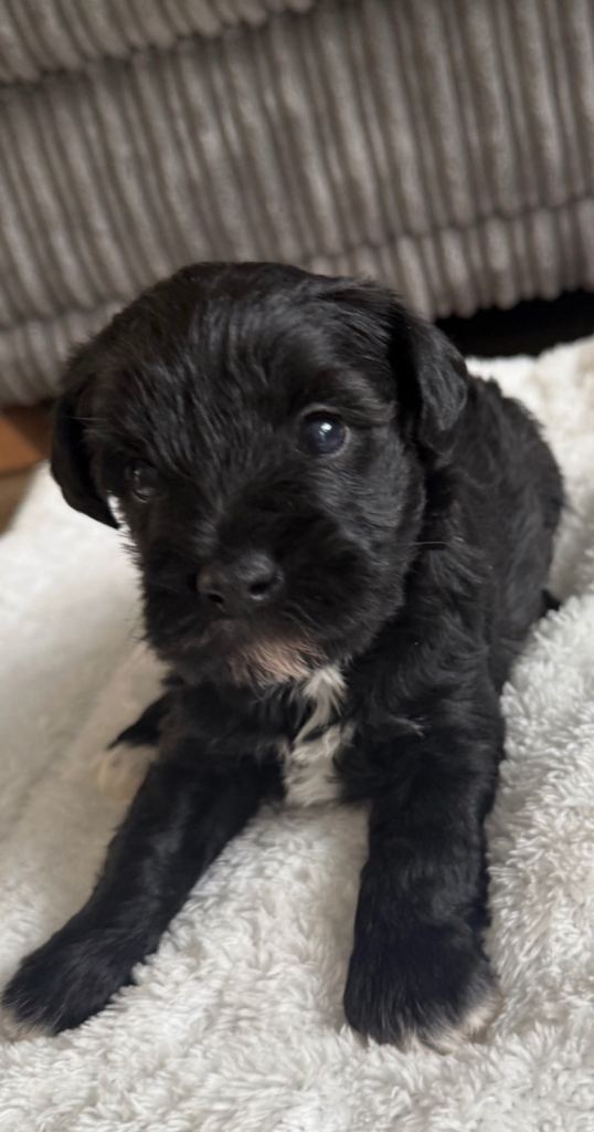 Schnoodle pups