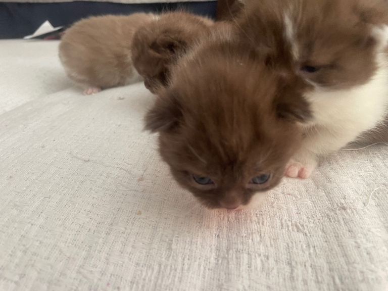BSH kittens 