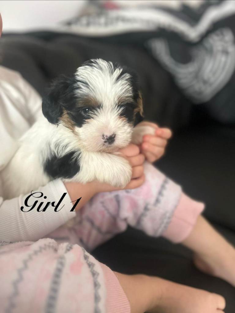 7 adorable shih Tzu X Yorkshire terrier puppies ready to go soon
