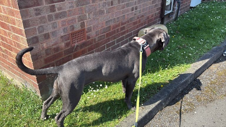 Cane Corso 