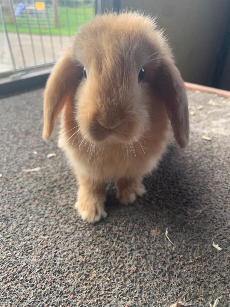 Mini lop girl rabbit 