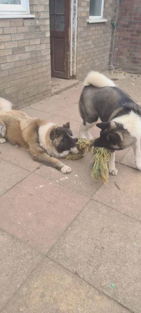 Selling pair of American Akitas