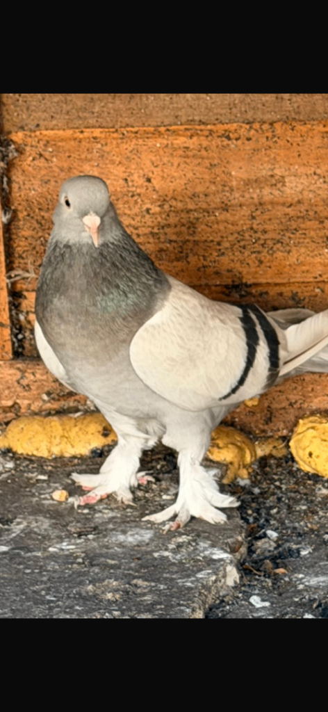 Pigeons for sale 