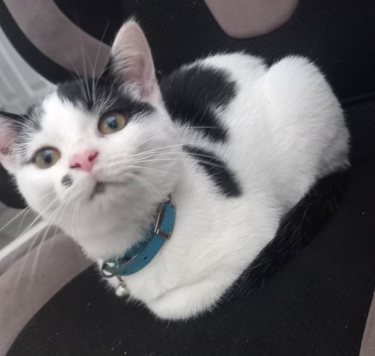 Two cats for sale