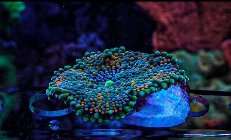 Florida Ricordea mushroom coral marine frag