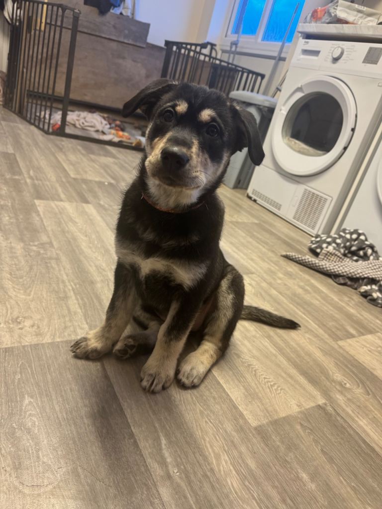 Last girl left‼️‼️husky/lab pups Ready to leave to their forever home‼️