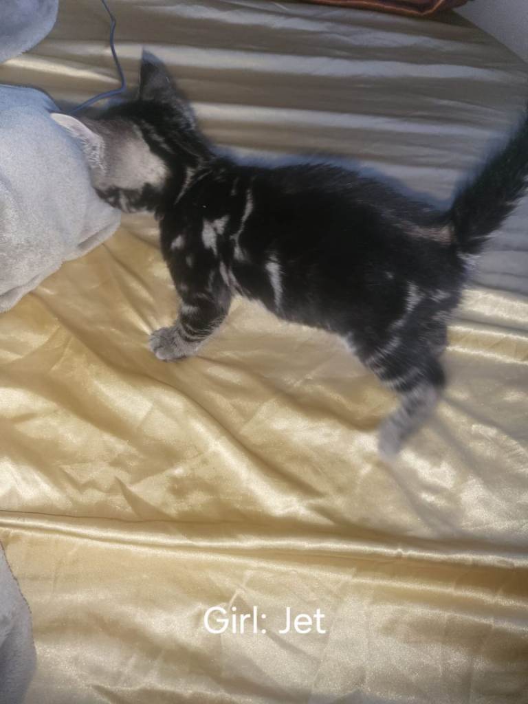 4 Beautiful Begal X Kittens from a strong tica line 3 REMAINING 