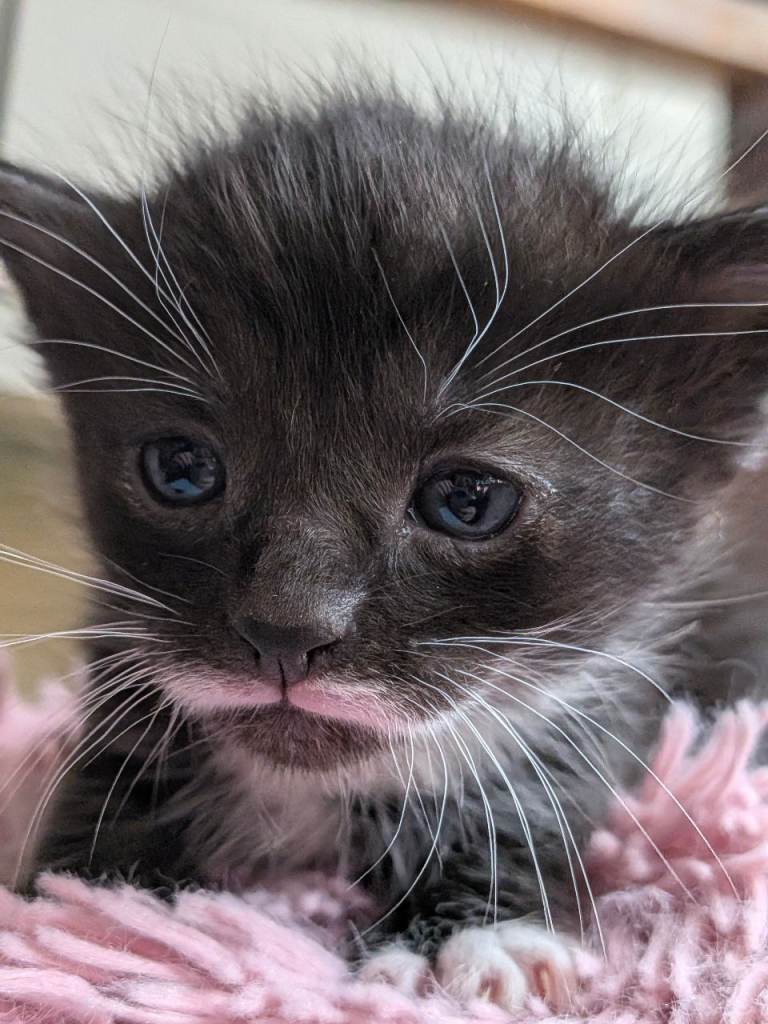 Black and white kittens