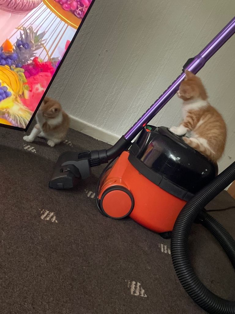 Ginger kittens 