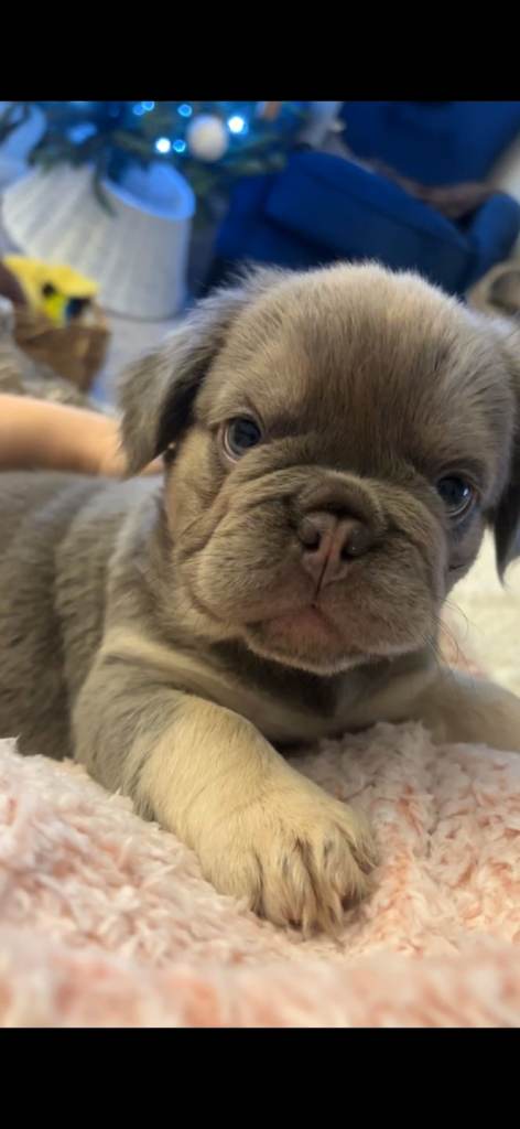 KC registered Fluffy French Bulldogs
