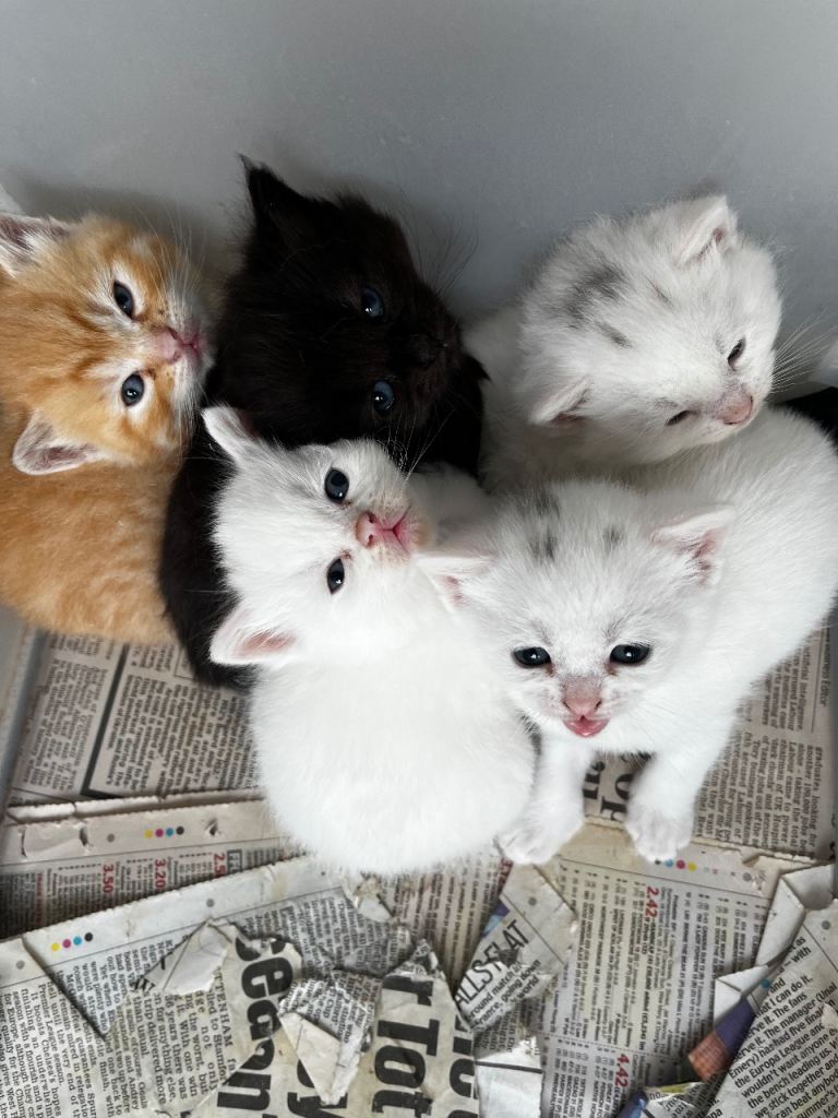 kitten for sale 