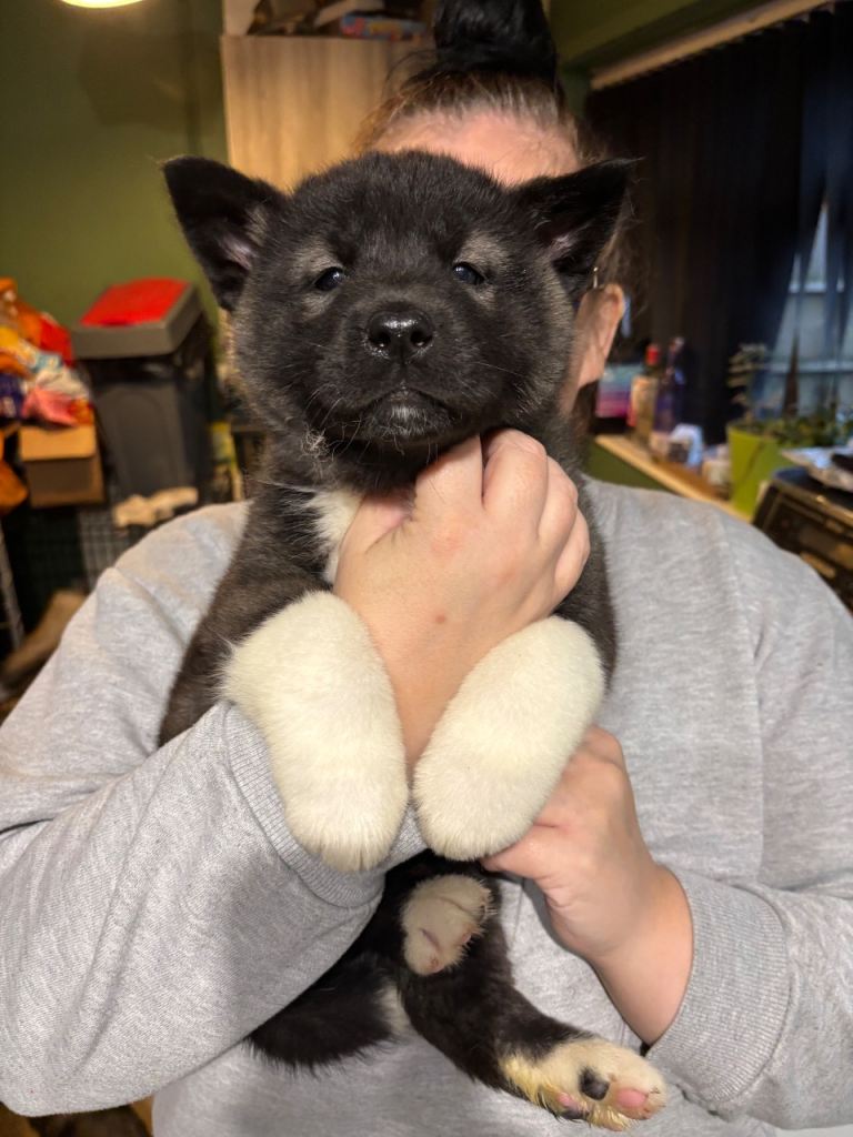 American Akita puppies 