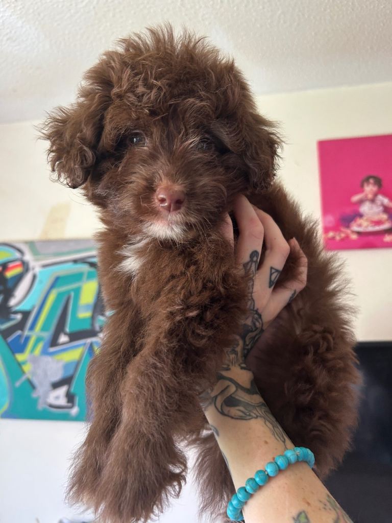 Cavapoo cross Pomsky 