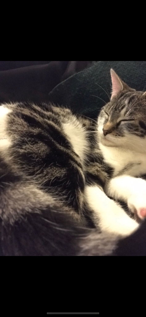 Female Tabby Cat 