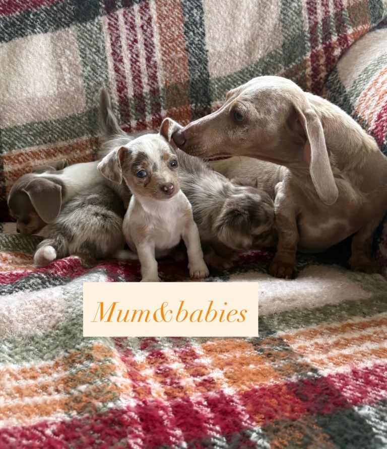 Lilic&cream chiweenies 