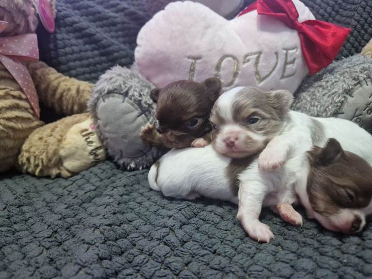 Chihuahua puppies 