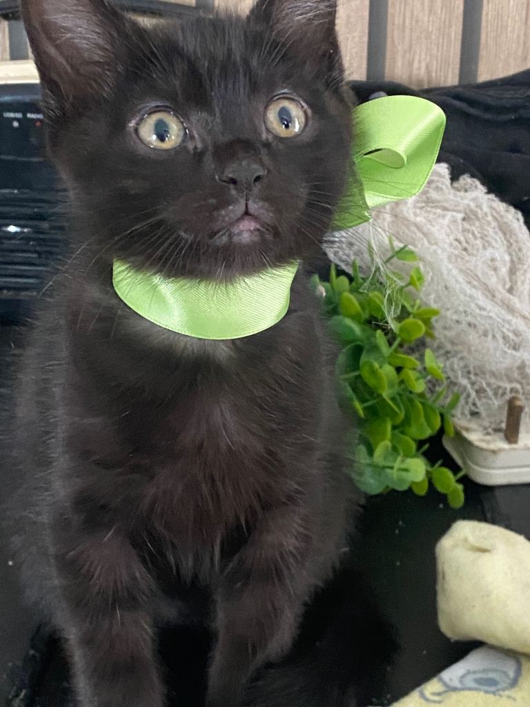 Kittens looking for the forever home. 