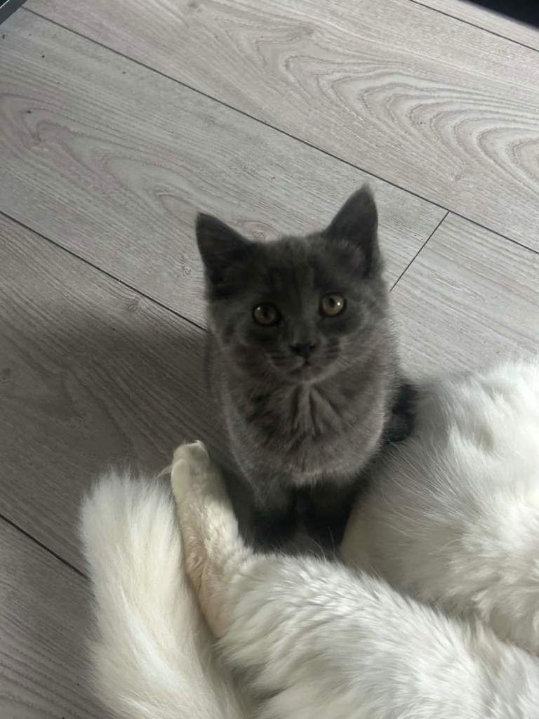 5 kittens for sale