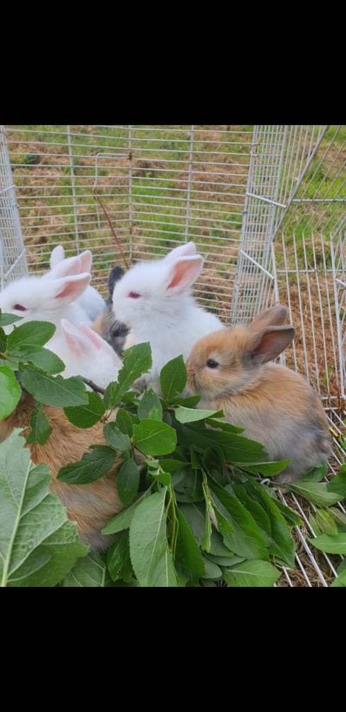 Rabbits 
