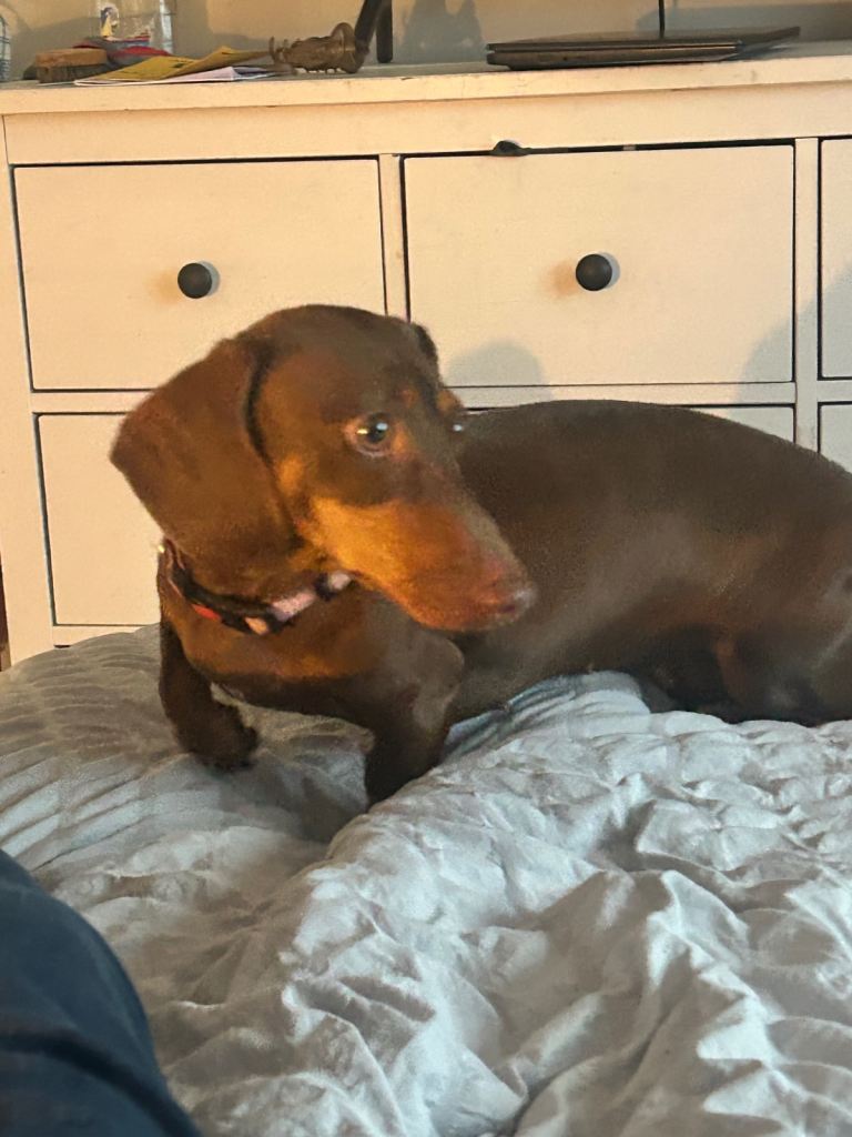 10 month old female dachshund 