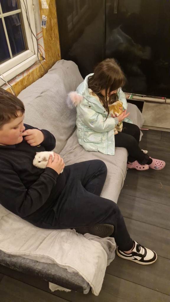 2 female guinea pigs with cage