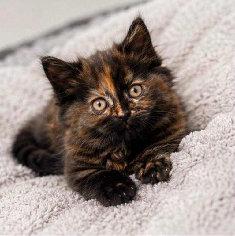 British shorthair/longhair kittens 