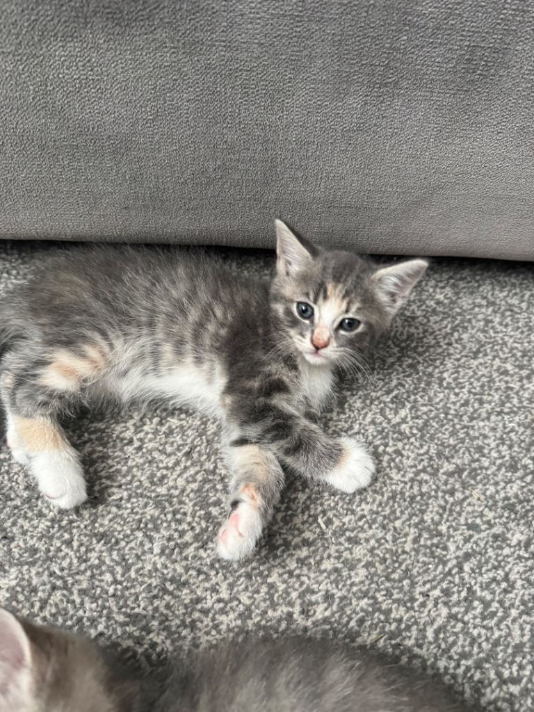 Kittens