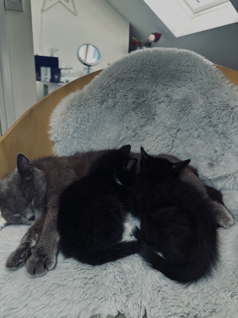 Kittens 