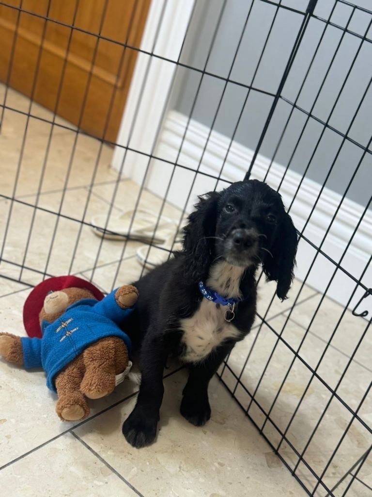 1 BOY LEFT REDUCED!! Beautiful Sproodle pups 