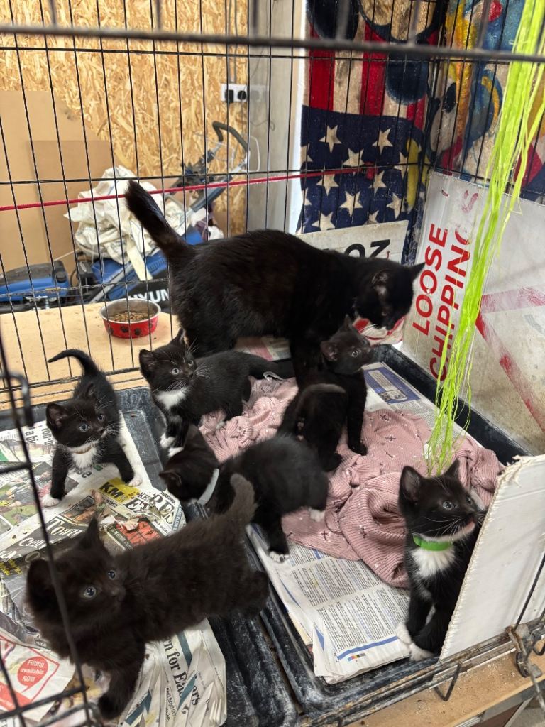 Beautiful Kittens - Ready NOW!