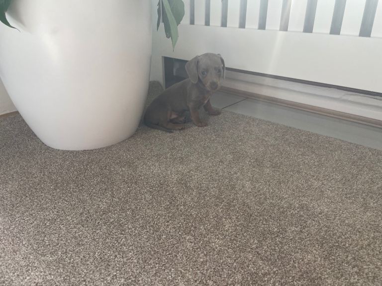 Miniature dachshund puppies 