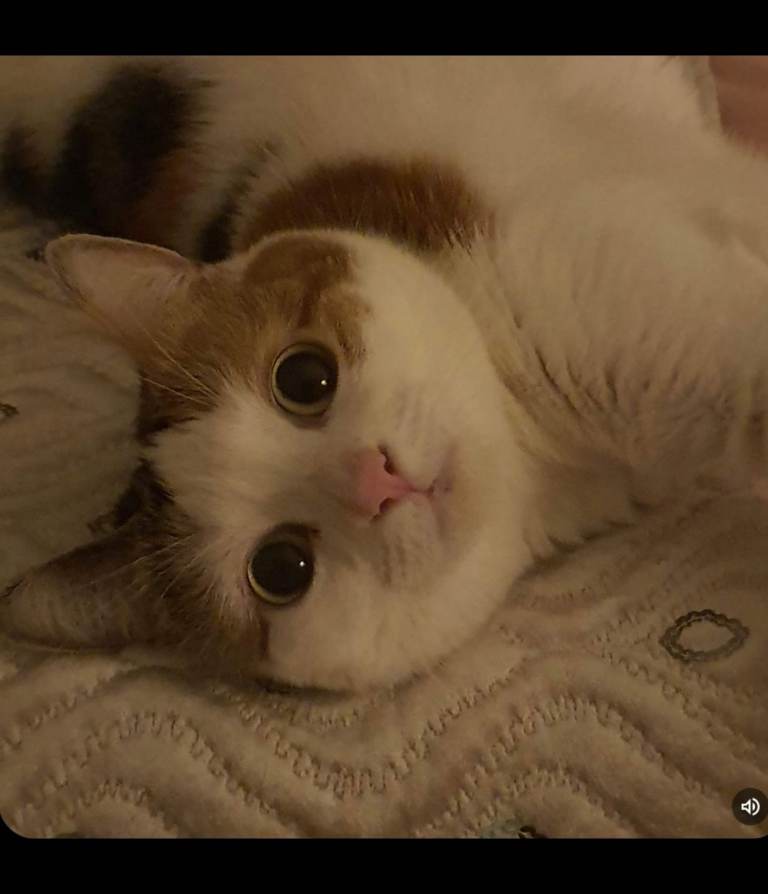 Female neuted cat