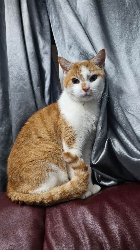 Tabby Cat needs loving home