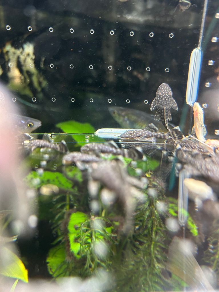 Brown bristle nose plecos for sale 