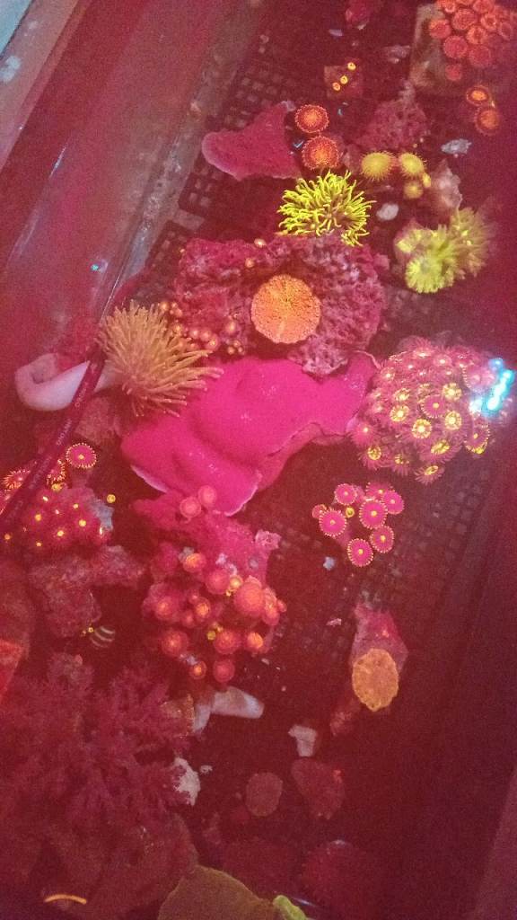 Corals zoanthids. Colonies frags