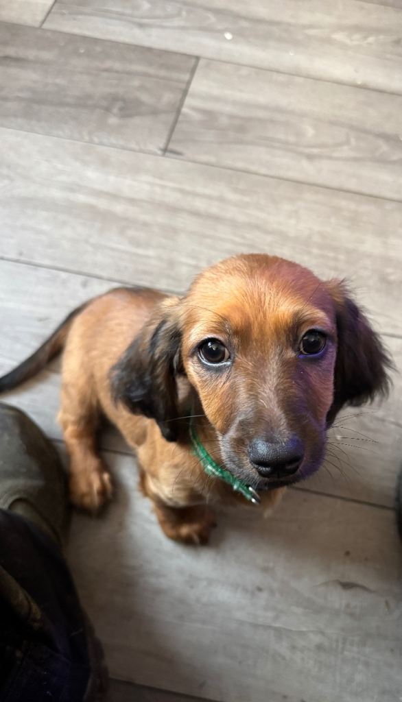 Dachshund puppy 1 boy left ready to leave now 