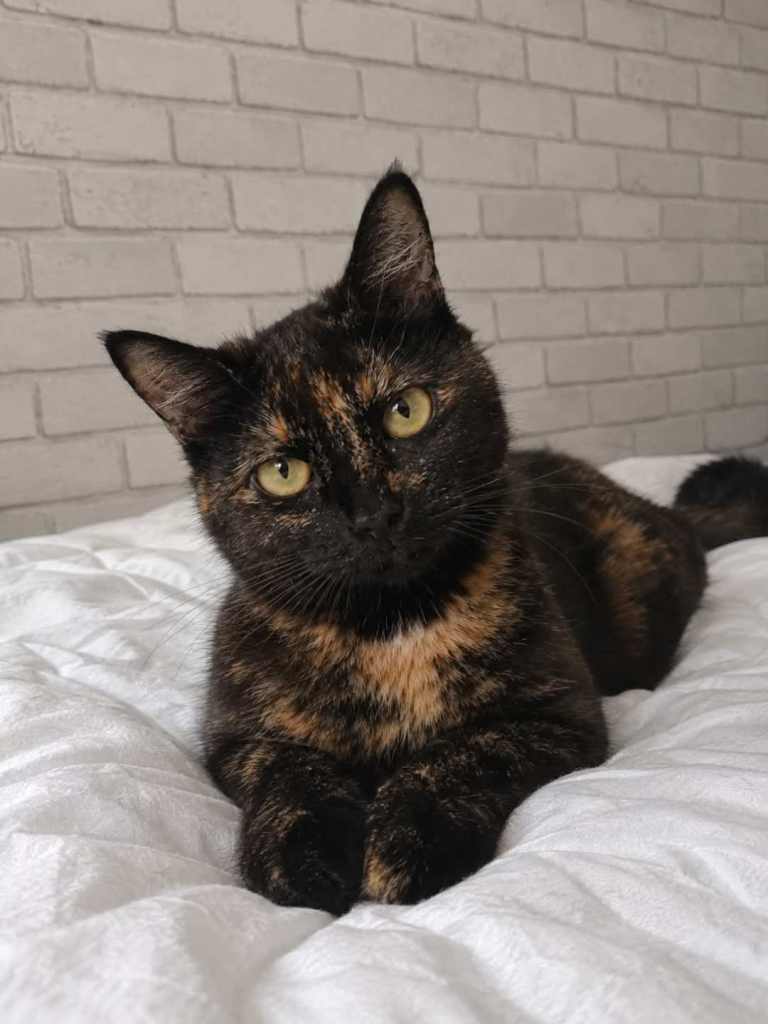 2 year old female cat 