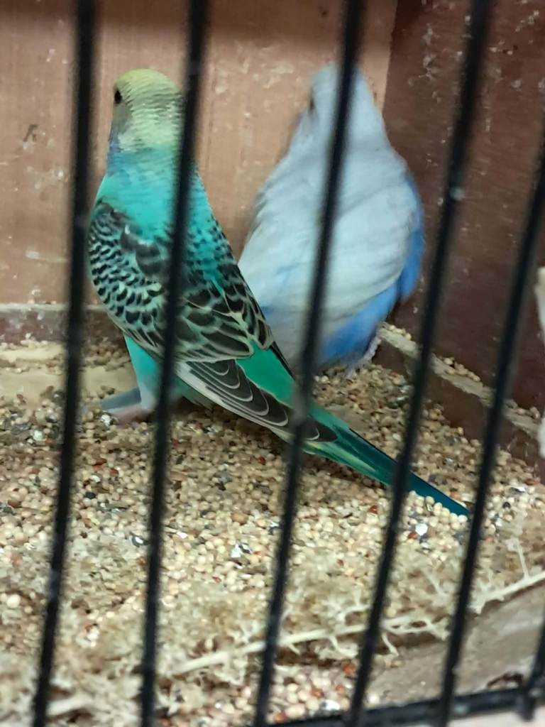 Budgies for sale 