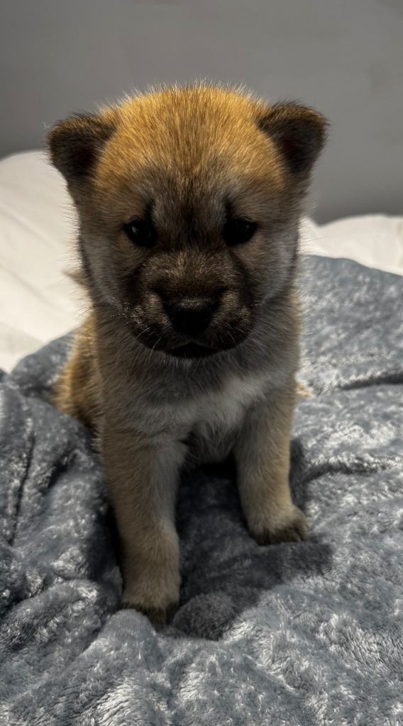 Chowski puppies for sale 