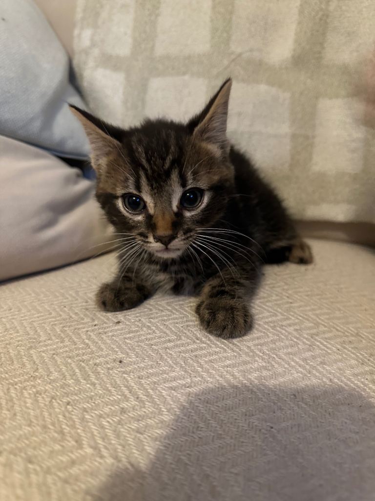 Kittens for a forever home