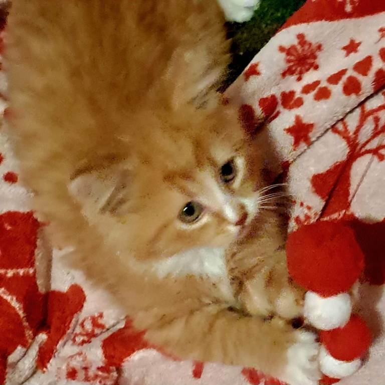 Beautiful Kittens 😻