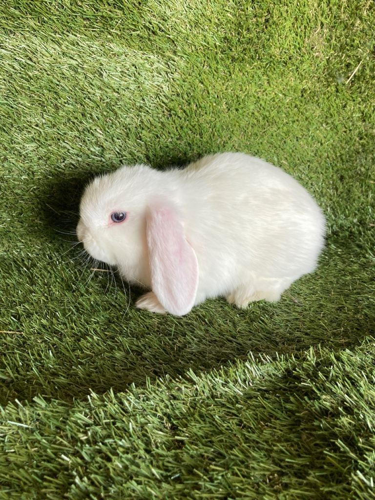 Purebred mini lops 