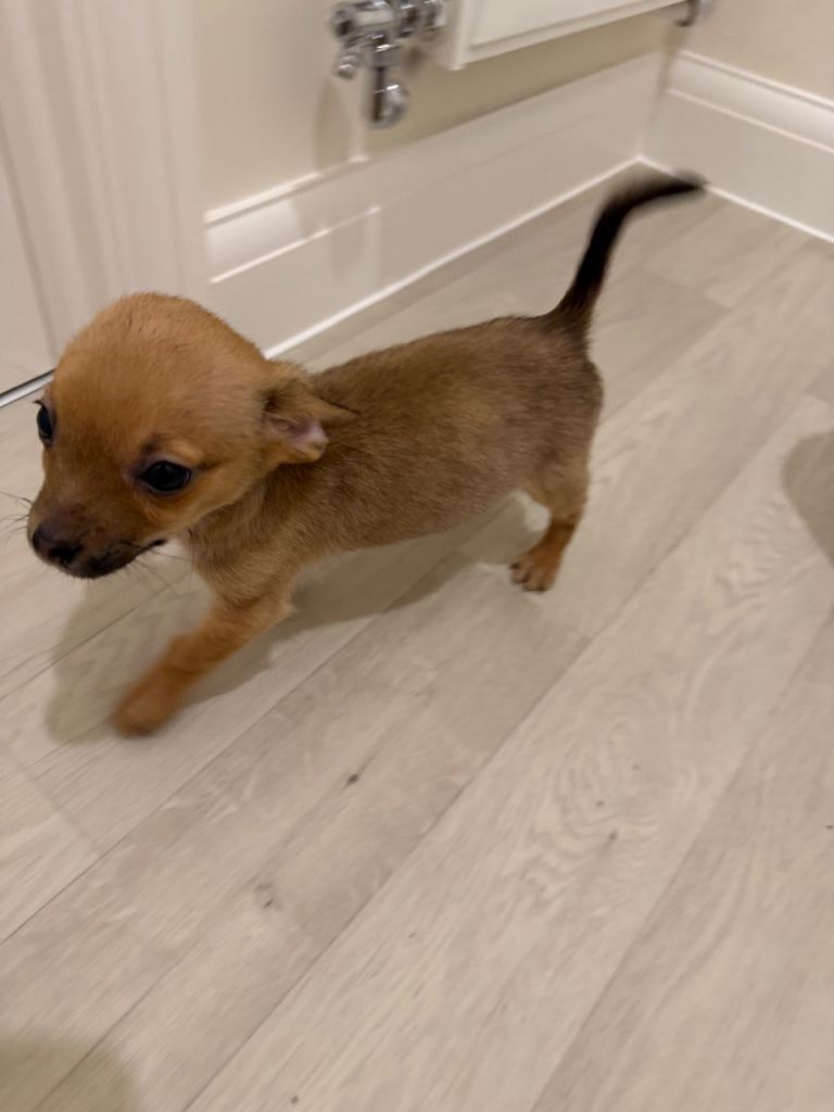 Chihuahua X jack puppy Jackawawa